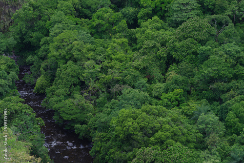 Patch of thick jungle, tropical foliage, flowing river, shown in district of Boquete in Panama.