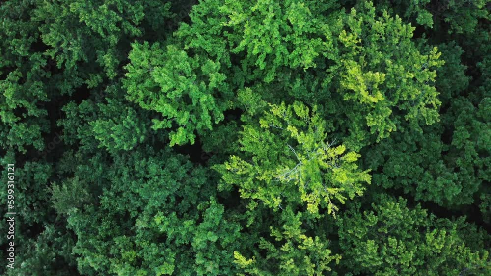 Aerial view of a dense deciduous mixed forest with green leaves swaying in the wind, dense camera moves up from summer green forests of dense mixed tops stair trees mixed forest. Forest background Aerial view of a dense deciduous mixed forest with green leaves swaying in the wind, dense camera moves up from summer green forests of dense mixed tops stair trees mixed forest. Forest background