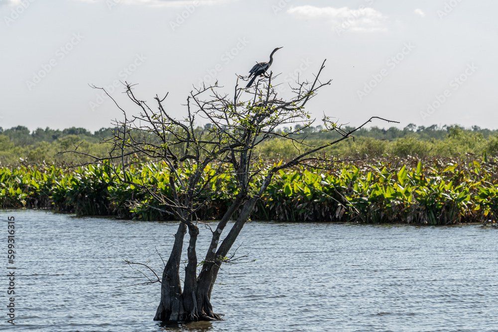 Florida Everglades Mangrove Landscape