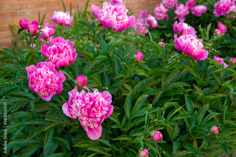 Lush pink peonies blooming in a flower bed. Perennial flowers, landscape design. Lush pink peonies blooming in a flower bed. Perennial flowers, landscape design.