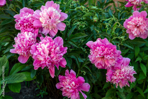 Lush pink peonies blooming in a flower bed. Perennial flowers  landscape design.