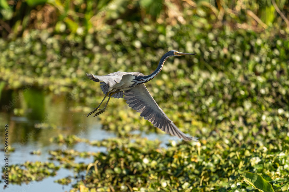 Grey Heron Flying in the Florida Everglades Grey Heron Flying in the Florida Everglades