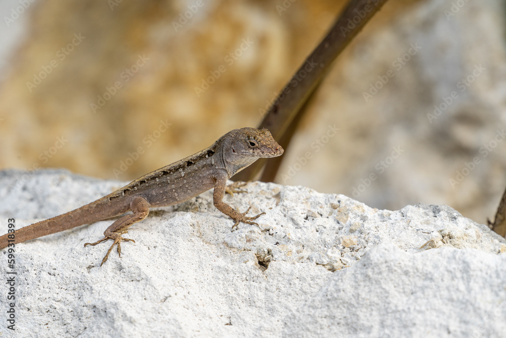 Brown Anole Lizard Resting on the Beach Brown Anole Lizard Resting on the Beach