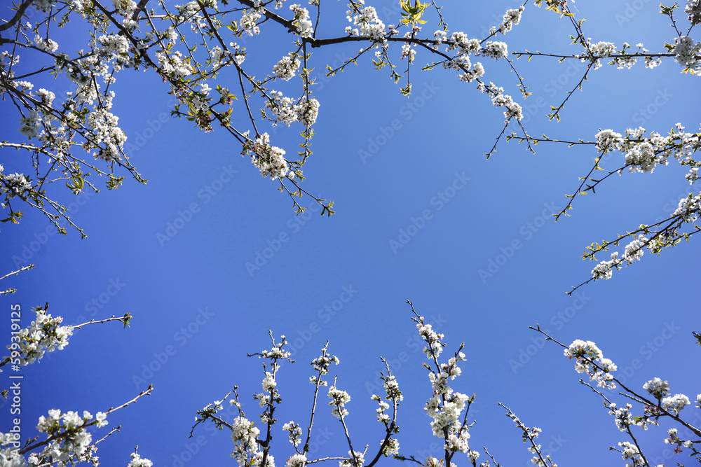 flower frame with blue sky for copy space in summertime on holidays flower frame with blue sky for copy space in summertime on holidays