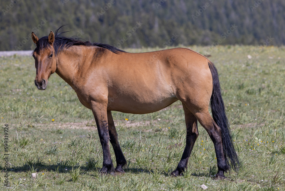 Fototapeta premium Wild Horse in the Pryor Mountains Montana in Summer