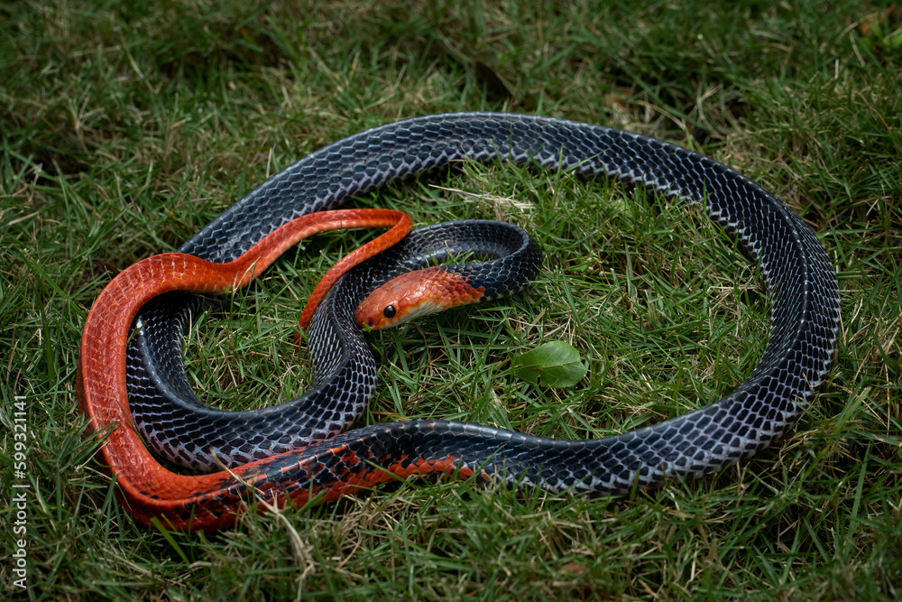 Fototapeta premium The Red-headed Krait (Bungarus flaviceps) is a snake with dramatic coloration native to South East Asia.