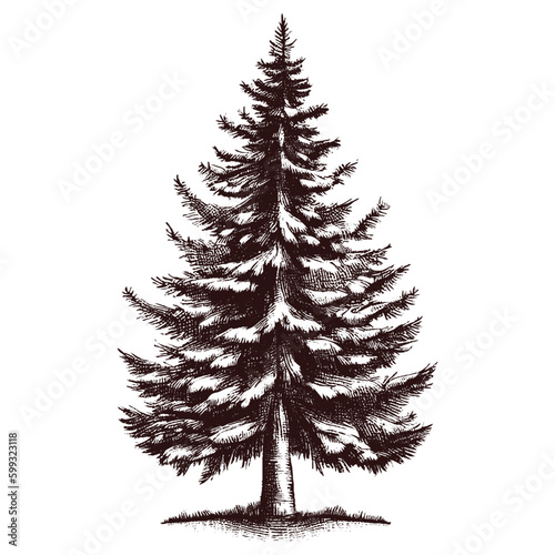spruce tree vintage sketch