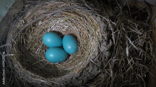 3 blue robin eggs are in the nest under our eave here in Windsor in Upstate NY. We look forward to the robins and their brood every spring. Nest of dried grass, twigs and mud hold 3 eggs.