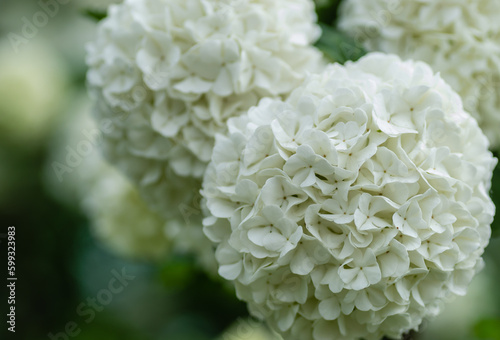 Snowball flowers (Viburnum opulus) with leaves in the garden 