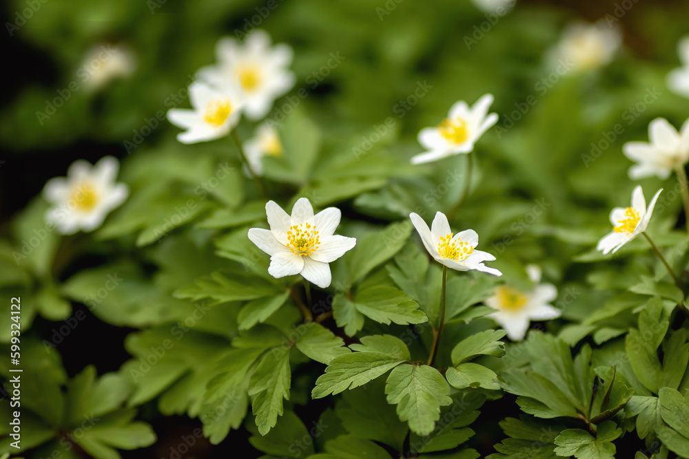 Busch-Windröschen. Anemone nemorosa Busch-Windröschen. Anemone nemorosa