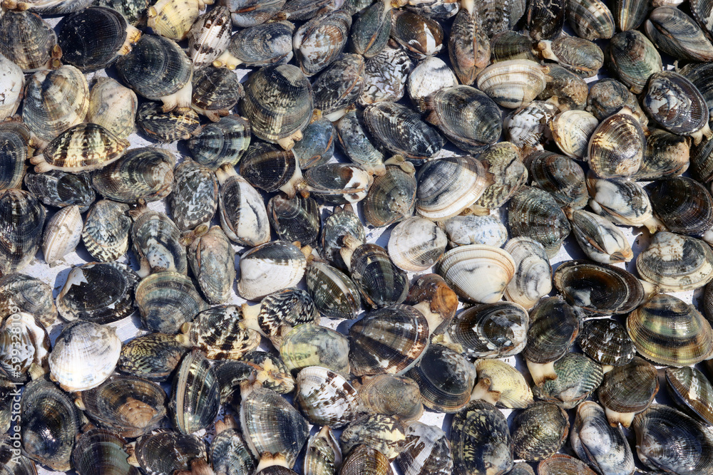 Clams for sale at the fish market. Fresh seafood