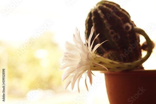 White-pink cactus flower