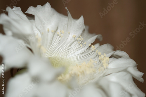 White cactus flower