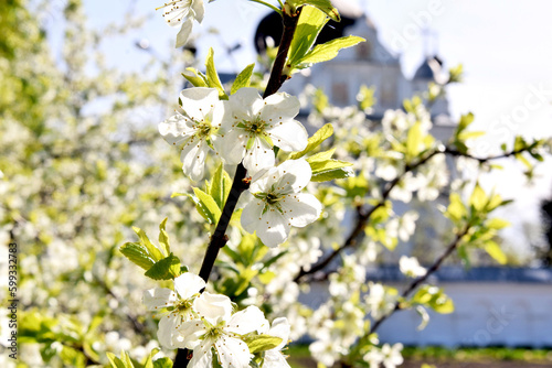 Spring background. Blooming apple tree