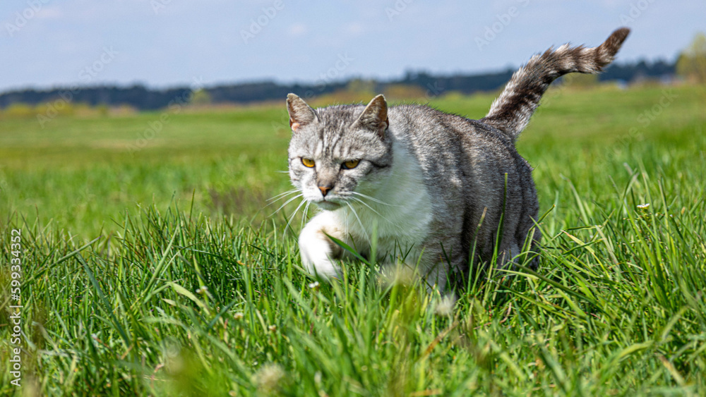 kot poluje w polu