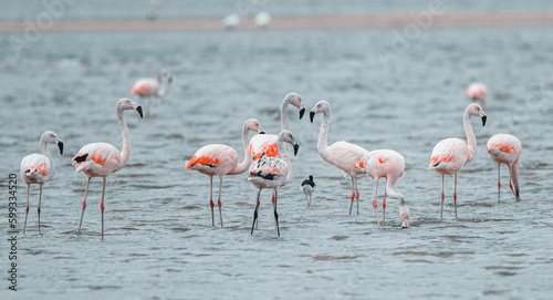 flamingos in the lake © Elias