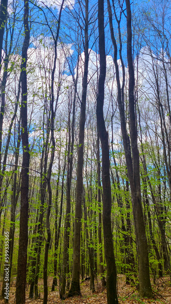 Obraz premium A young beech forest in the mountains awakens in early spring against a blue sky with clouds.