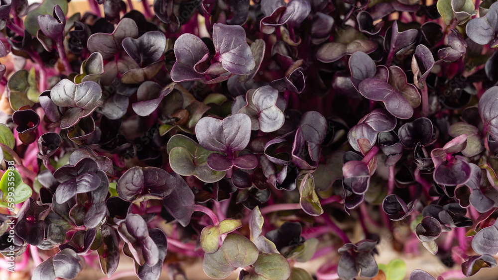 Radish seedlings, microgreens, small purple leaves and stems in paper box top view Radish seedlings, microgreens, small purple leaves and stems in paper box top view