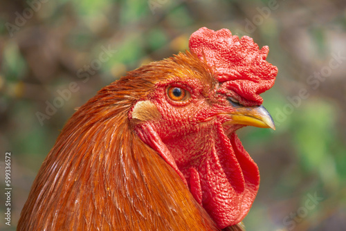 Close-up of a brown rooster with a red combed head against a blurred background.