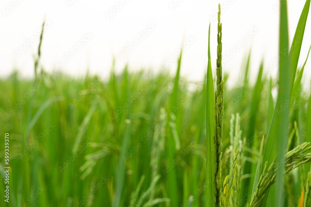 The greenery rice field, agriculture grain farming The greenery rice field, agriculture grain farming