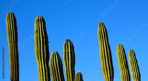 Carnegiea gigantea or Saguaro cactus plants against blue sky.Tropical succulents concept for design with copy space.Selective focus.
