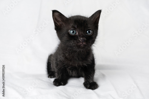 Little cute black kitten sitting. Selective focus.