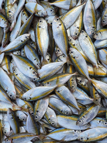 Vertical, Fresh caught Yellow Stripe Scad fish or Yellow stripe trevally on ice shelf at fresh food market display for sale, top view, freshwater fish, food background