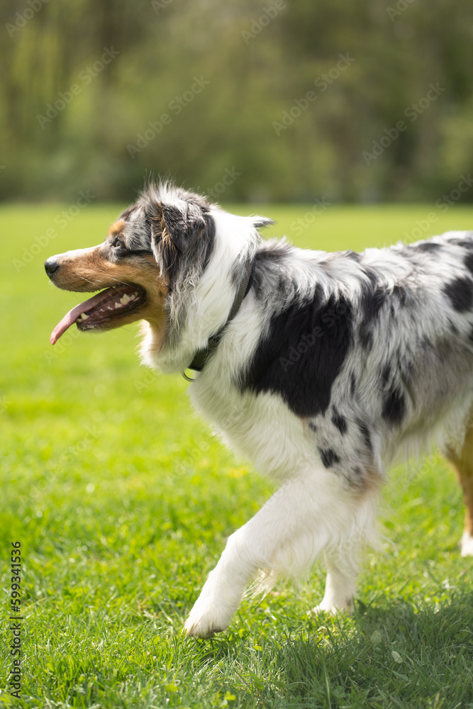 Hund im Park