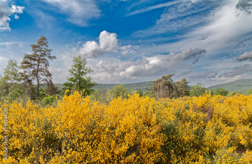 Spring - Landscape with yellow-blooming shrubs.