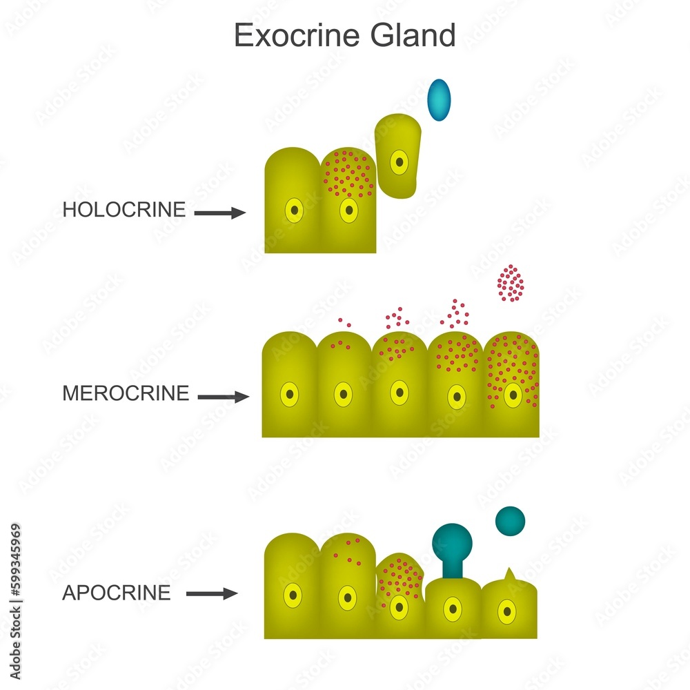 Exocrine glands, classification of glands, apocrine, holocrine