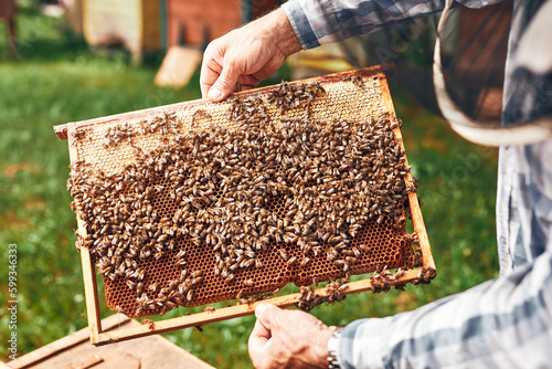 Beekeeper working in apiary. Drawing out the honeycomb from the hive with bees on honeycomb. Harvest time in apiary