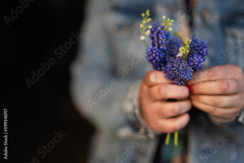 Hand of woman hold spring Muscari flowers Muscari.