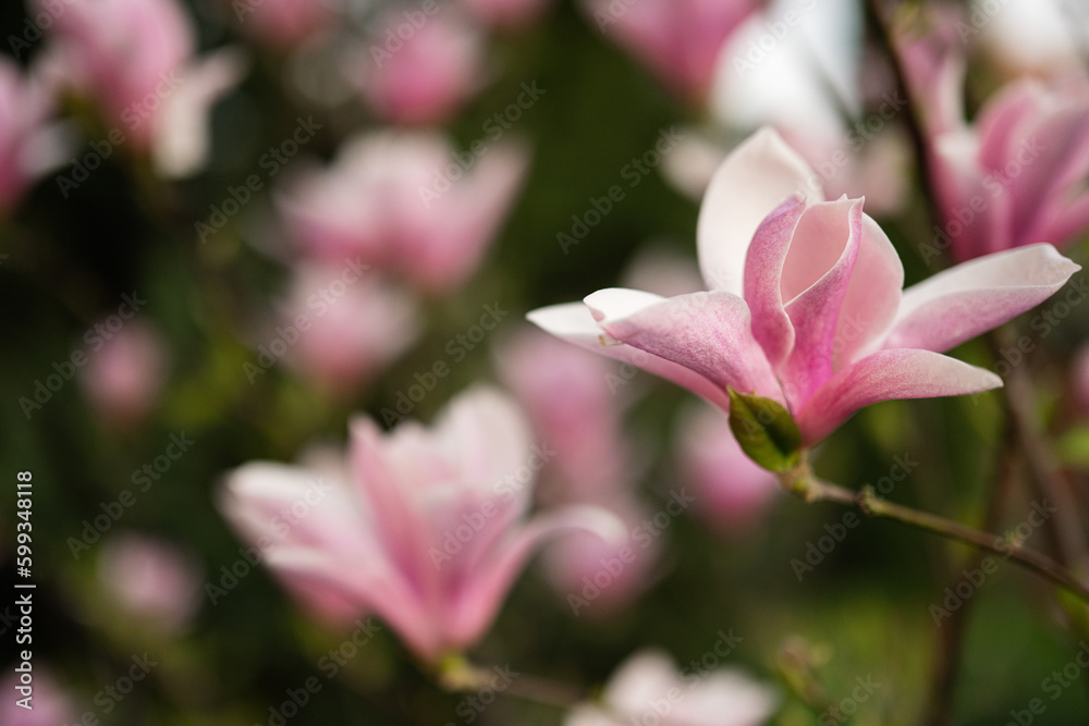 Tender pink flowers of magnolia tree blossom in springtime. Tender pink flowers of magnolia tree blossom in springtime.