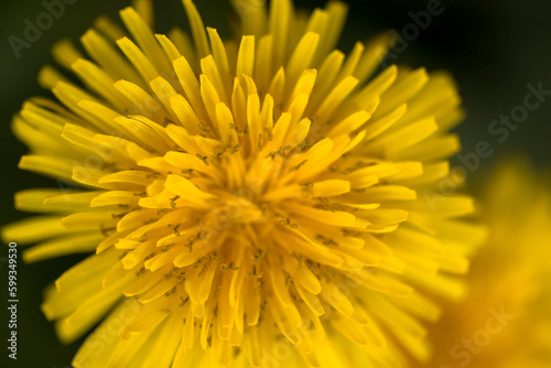 yellow dandelion macro