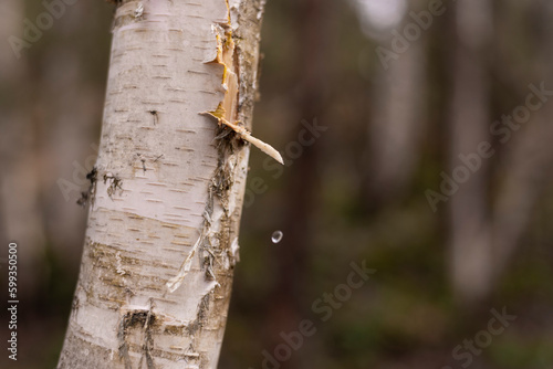Birch water on cut tree trunk