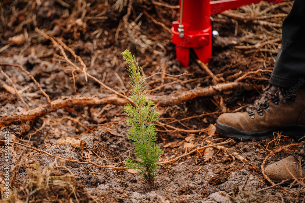 A young spruce seedling planted up close A young spruce seedling planted up close