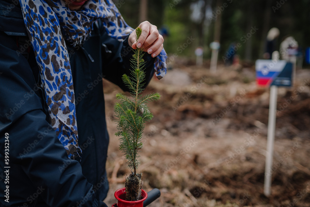 Fototapeta premium A woman holds a young spruce seedling up close, soft focus