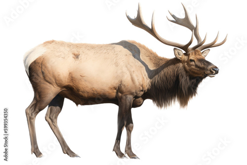 Wallpaper Mural an isolated  Bull Elk  running with large antlers, strong and muscular, Wildlife-themed photorealistic illustration on a transparent background cu,tout in PNG. generative ai Torontodigital.ca
