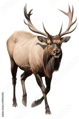 an isolated Bull Elk running with large antlers, strong and muscular, Wildlife-themed photorealistic illustration on a transparent background cu,tout in PNG. generative ai