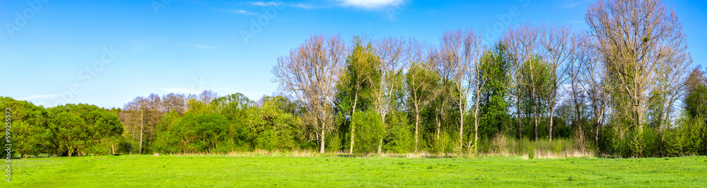 green forest on a beautiful sunny day