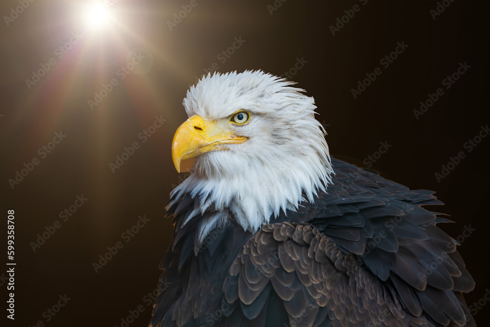 Fototapeta premium Portrait of a bald eagle on a brown translucent background.