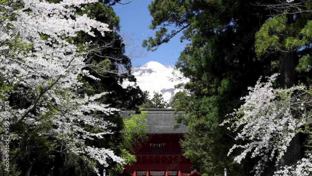 Shower of cherry blossoms in Iwakiyama Shirine Aomori JAPAN Shower of cherry blossoms in Iwakiyama Shirine Aomori JAPAN