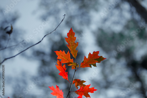 Czerwone liście jesienią na niebieskim leśnym tle