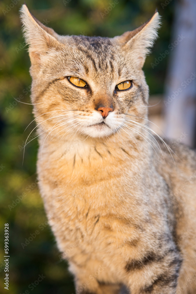 Hermoso  Gato tomando Sol al Atardecer. 