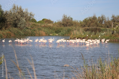 fenicotteri in Camargue