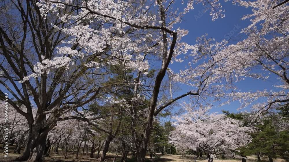 Hirosaki in full bloom, Sakurabayashi Park Hirosaki in full bloom, Sakurabayashi Park