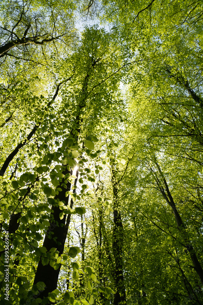 Fototapeta premium Beech cathedral