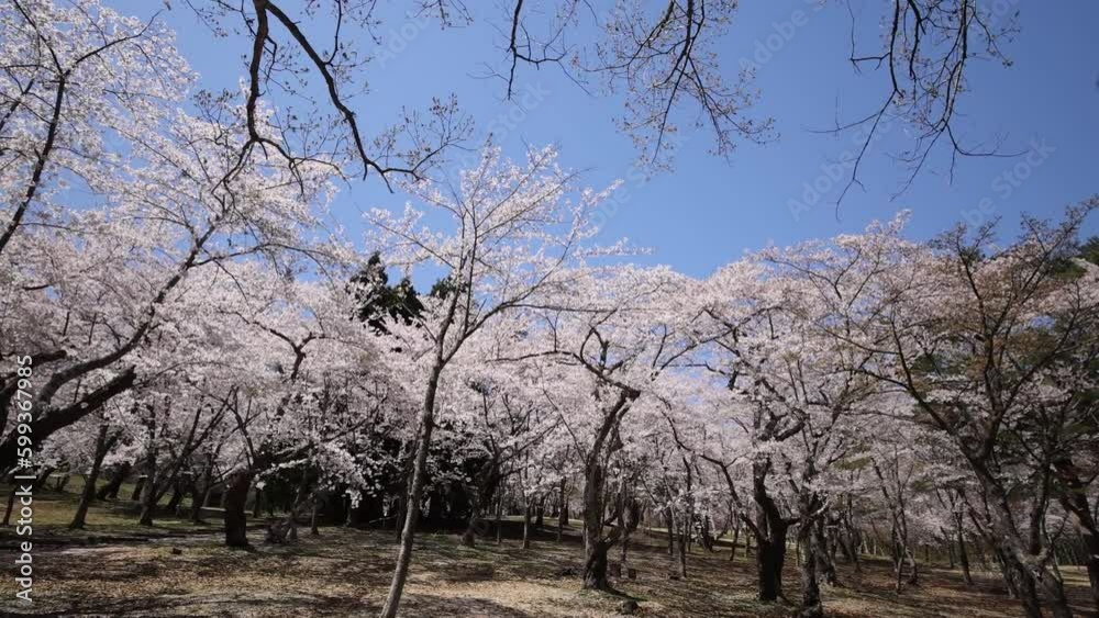 Hirosaki in full bloom, Sakurabayashi Park Hirosaki in full bloom, Sakurabayashi Park