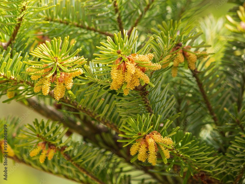 Branches of decorative coniferous trees with cones close-up Branches of decorative coniferous trees with cones close-up