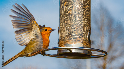 Photography Erithacus rubecula, European robin, spreading its wings next to a bird feeder
